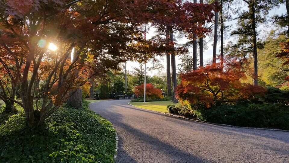 Driveway lined with Japanese maples in fall color
